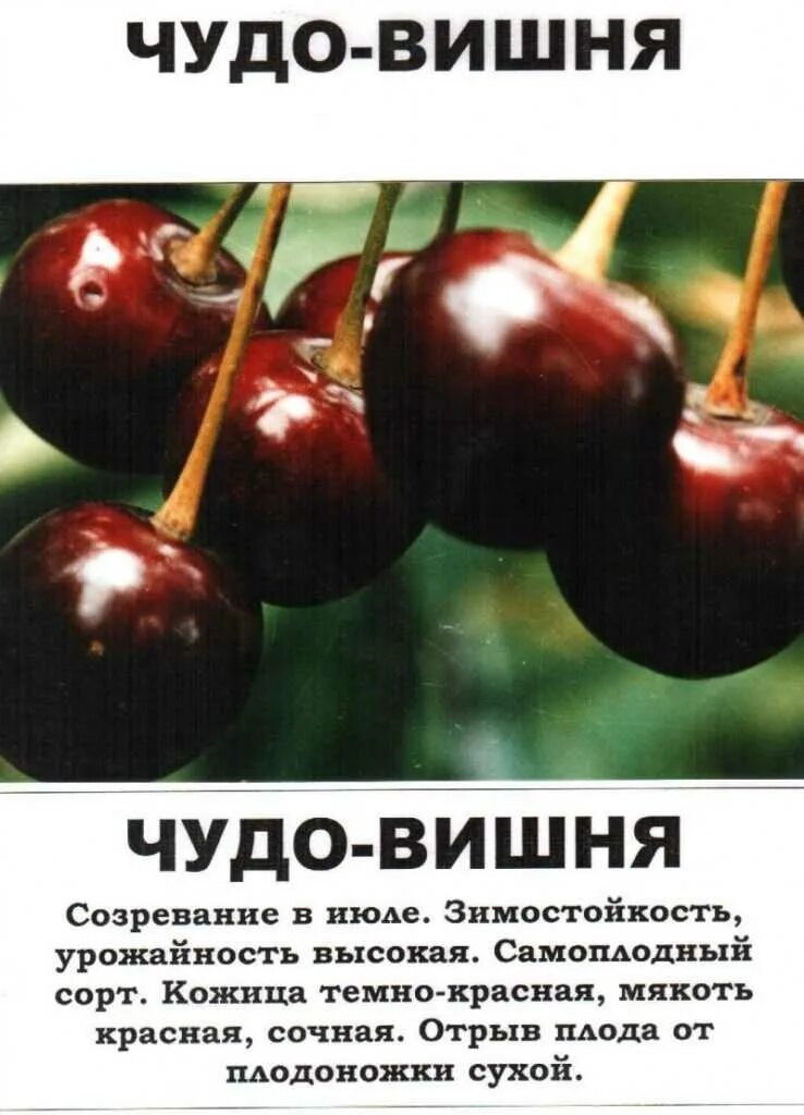 Сорт вишни чудо вишня. Черевишня дюк чудо-вишня. черевишня дюк сорт чудо вишня. дюк чудо-вишня (вишнёво-черешневый гибрид). сорт дюк чудо вишня.