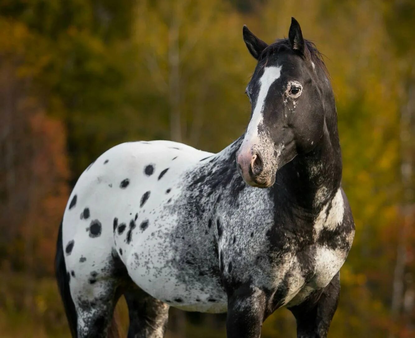 Аппалуза чубарая порода лошадей. Пегая Аппалуза. Чубарая лошадь Аппалуза. Конь породы Аппалуза. Вороной окрас лошади