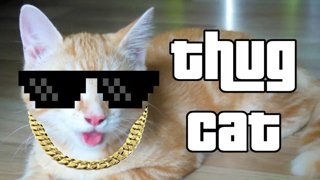 Включи видео cat net. Кот thug life. мемы симулятор кота. thug life cat. sis cat.