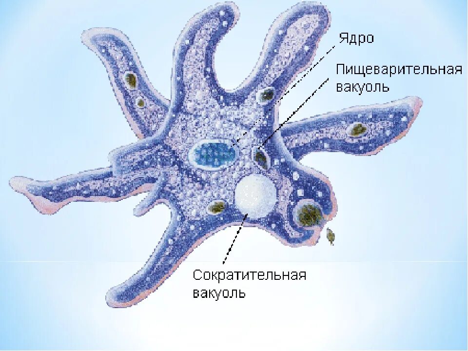 Пищеварительная вакуоль рисунок