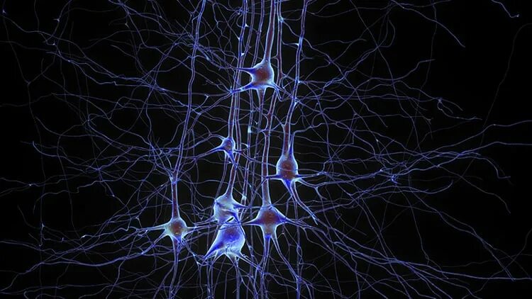 Нейроны головного мозга. Нейронные связи в мозге. Спраутинг нейронов. Импульсы мозга.