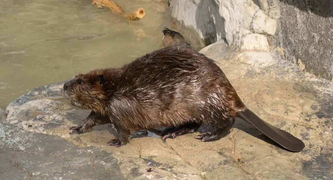 Сестра бобра. Канадский Бобр (Castor canadensis). Речной Бобр хвост. Азиатский Речной Бобр.