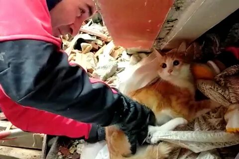 Собака спасла кошку