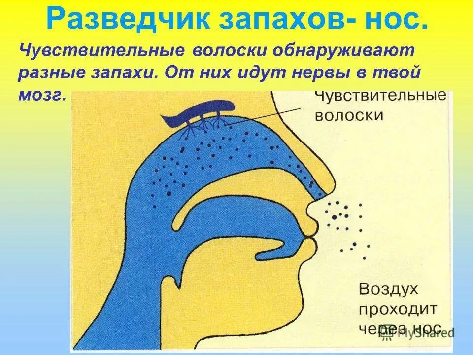 Обоняние ощущение запаха. Нос обоняние. нос орган обоняния для детей. запах строение носа. орган обоняния рисунок для детей.
