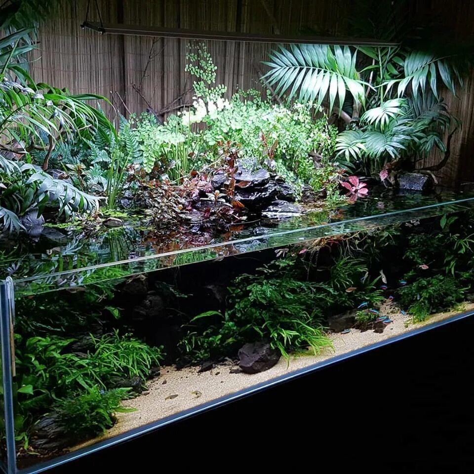 задний фон для террариума. палюдариум 30 л. домашние обитатели водоема в аквариум. аквариум травник террариум. аква палюдариум с туманом.