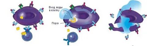Лизис антигены