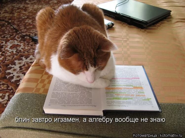 не хочу учиться. шутки про учебу в школе. шутки про учебу. агитационные плакаты. не хочу учиться хочу жениться картинка.