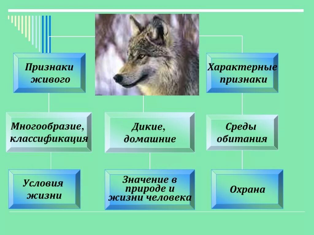 Характерные особенности живого. Классификация животных по среде обитания. Признаки жизни животных. Признаки живых существ. Характерные для всего живого.