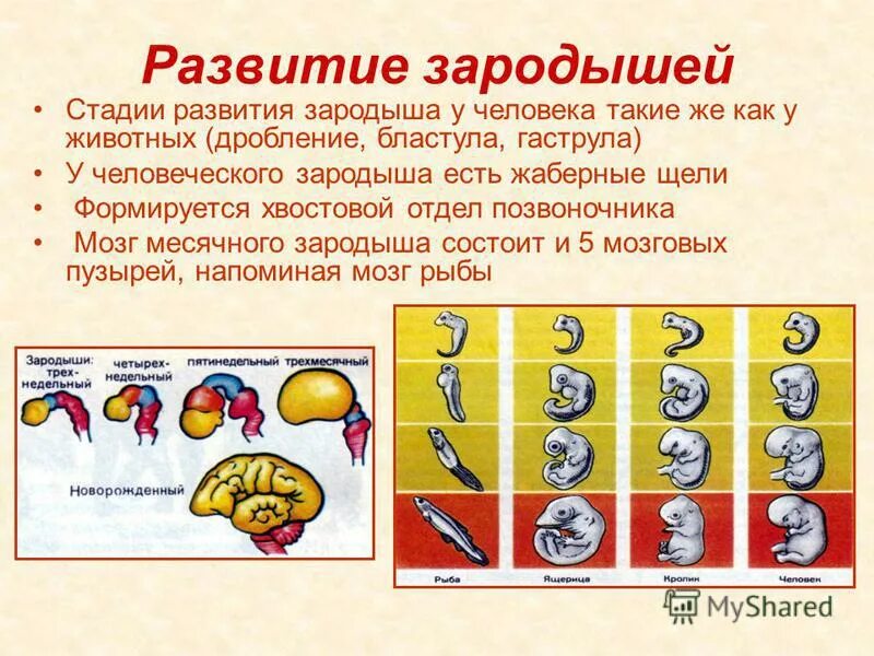 Первая стадия зародышевого развития в результате которой. Стадии развития эмбриона. Этапы развития зародыша человека. Стадии эмбриона человека. Стадии развития зародыша.