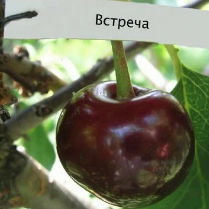 Вишня Встреча купить в ТК Балтия цена 800 ₽, самовывоз или доставка - Торговый к