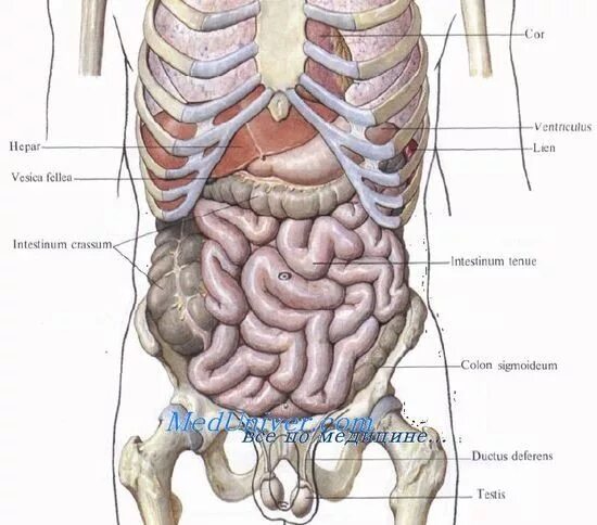 Органы человека с ребрами. Анатомия брюшной полости человека. Анатомия внутренних органов брюшной полости человека. Расположение органов брюшной полости сзади. Анатомия брюшной полости человека желудок.