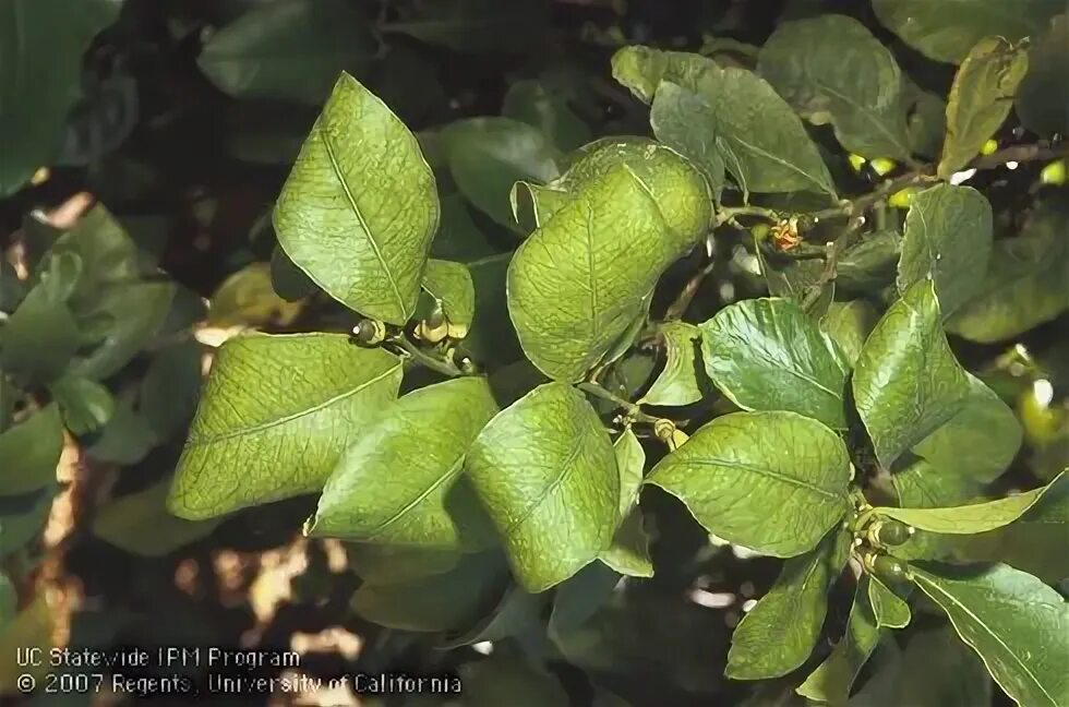 Photo Gallery Forest Phytophthoras of the World