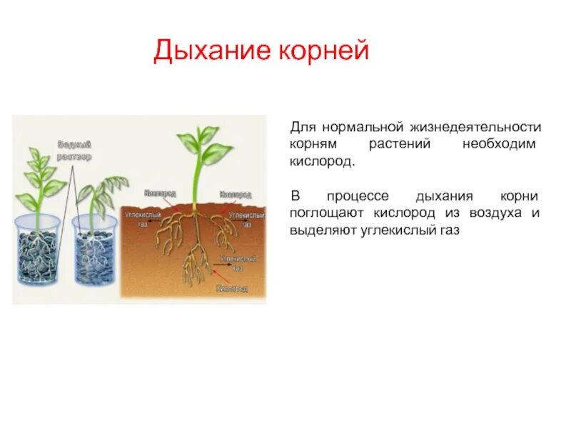 Процессы жизни растений. Дыхание процесс поглощения растениями. В процессе дыхания растения поглощают. 2 как усилить доступ воздуха к корням