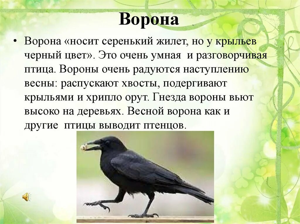 Ворон составить предложение. Описание вороны. описание о вороне. ворона описание птицы. ворона доклад.