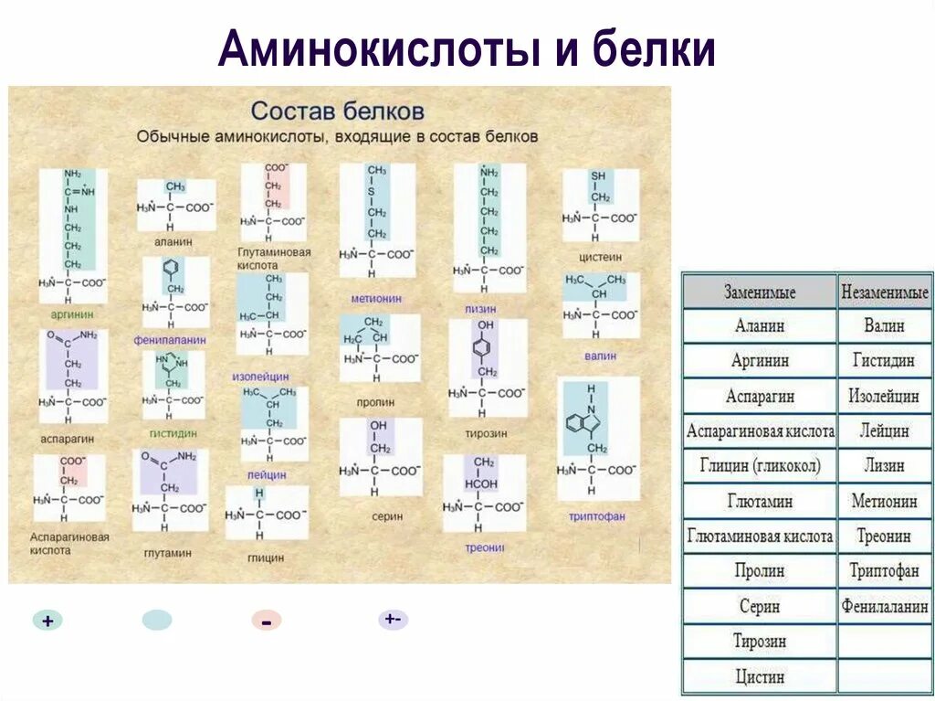 Аминокислоты входящие в состав белков формулы. 20 Аминокислот входящие в состав белков. 20 Альфа аминокислот входящие в состав белков. Таблица протеиногенных аминокислот.