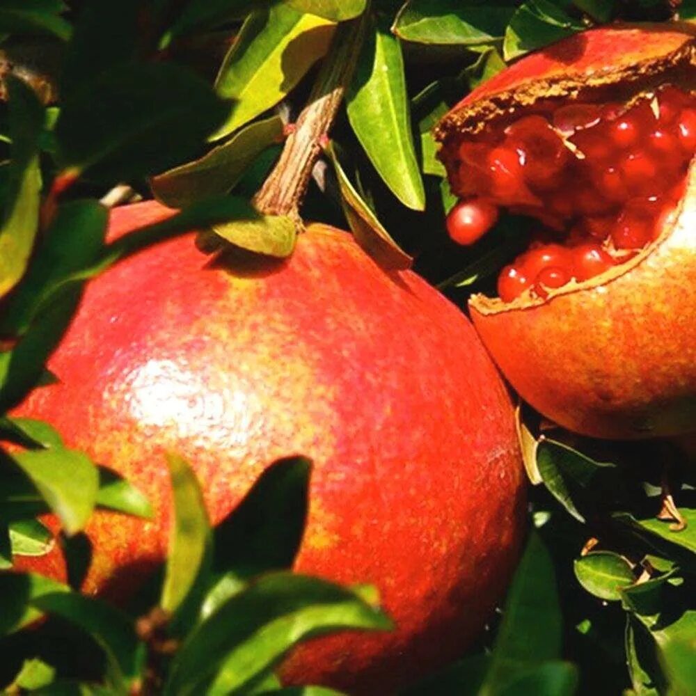 Среднеазиатский гранат. Розовый гранат фрукт. Гранат целый. Фрукты по одному. Гранат марокко.