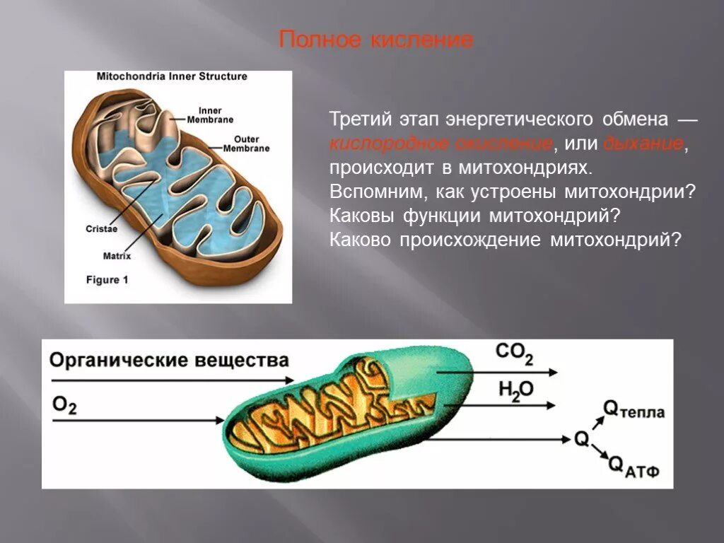 Окисление органических веществ в клетках. Митохондрии функции. Окисление в митохондриях. Митохондрии этапы энергетического обмена. Обмен веществ в митохондриях.