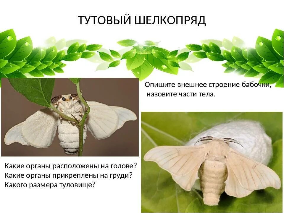 Определите тип развития тутовый шелкопряд. Тутовый шелкопряд гусеница шелк. тутовый шелкопряд кокон. шелковая нить тутового шелкопряда. тутовый шелкопряд в китае.