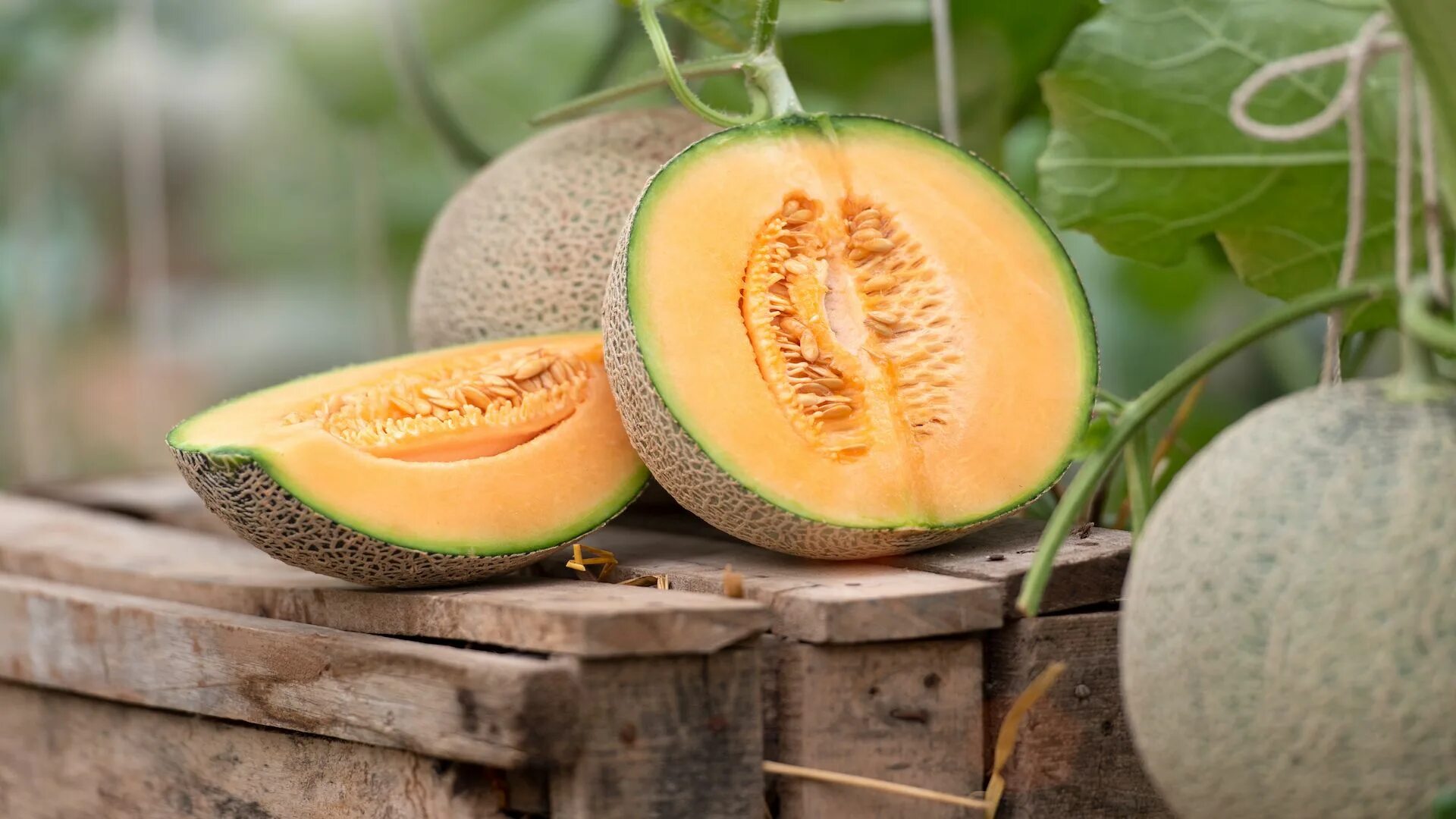 Ава дыня. Манго дыня. калахарская дыня. дыня дюна. muskmelon.