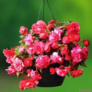 Бегония ампельная клубни