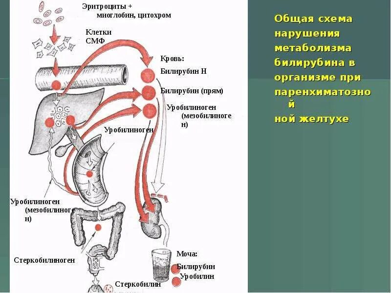 Тип билирубина