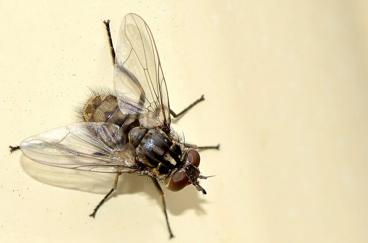 Осенняя жигалка строение. Муха жигалка. Haematobia irritans. Муха жигалка. Осенняя жигалка переносчик возбудителя.