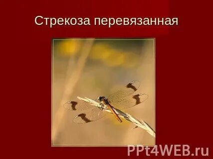 Перевязанная стрекоза полное или неполное превращение