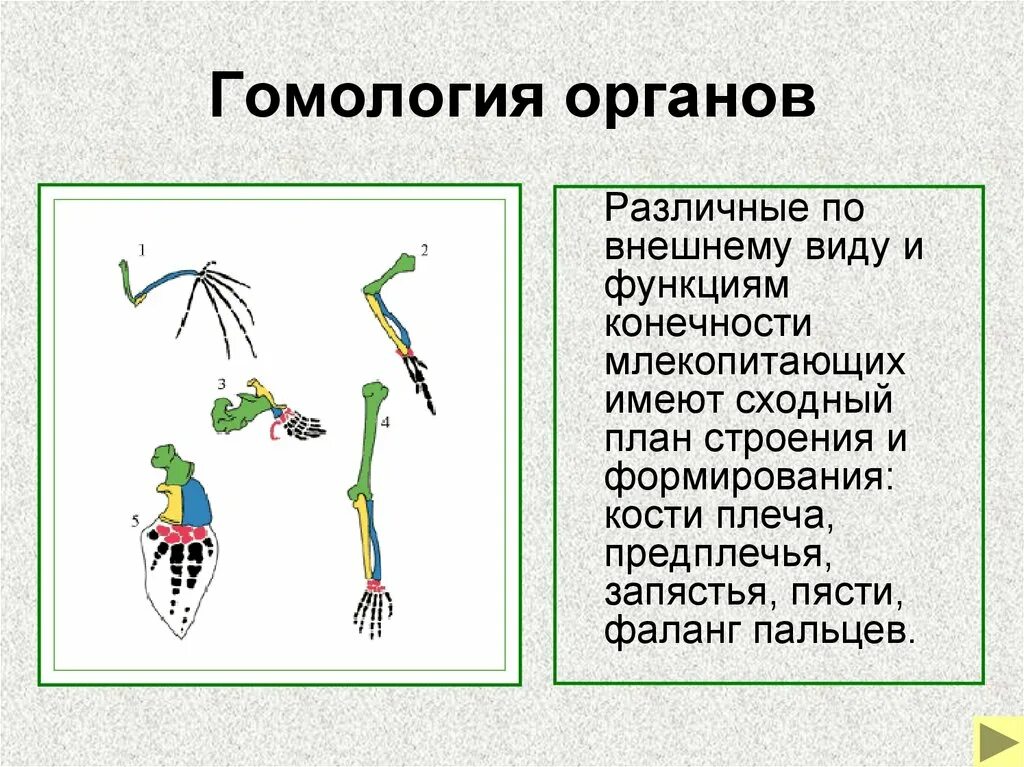 Функции задних конечностей. Гомология скелета передней конечности позвоночных. функции гомологичных органов. гомологичные органы млекопитающих. гомологичные органы доказательства эволюции.