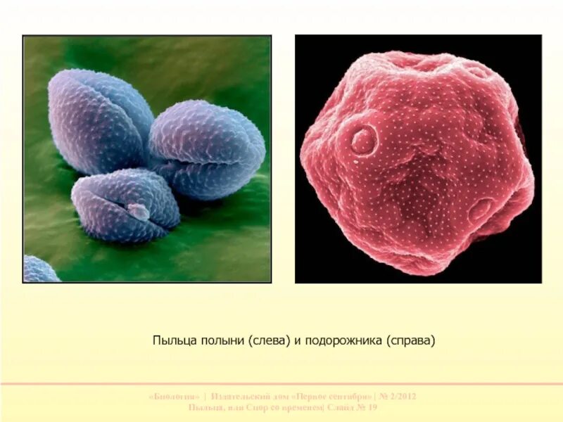 Пыльца полыни. Пыльца подорожника. Пыльца полыни под микроскопом. Пыльца размер частиц. Пыльца и споры