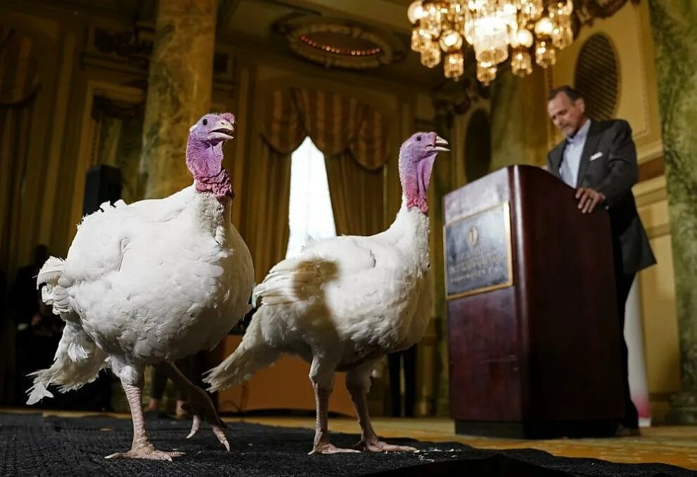 день индюшки. индейка на день благодарения. день индюшки. индейка на день благодарения. день индюшки.