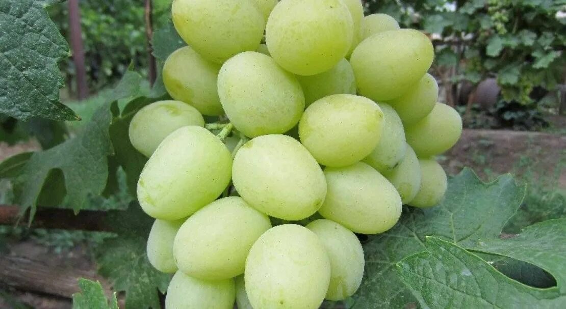 Grapes Dashunya, Daria, Dashenka - Healthy Food Near Me