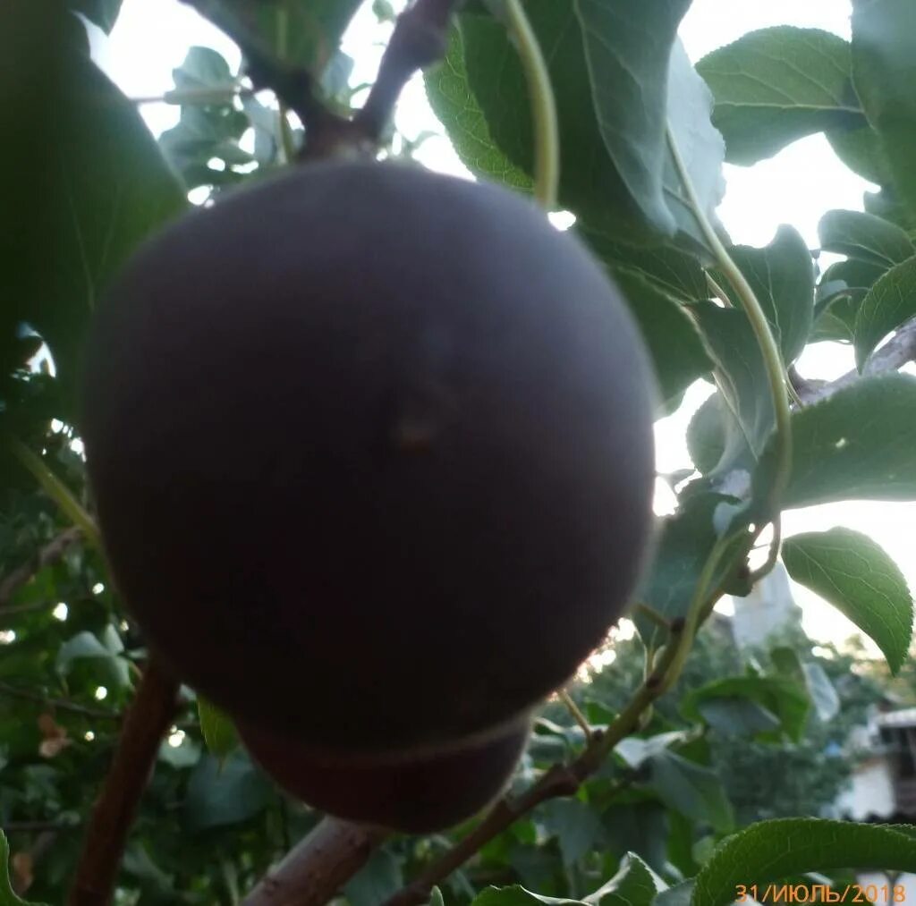 Абрикос черный бархат описание сорта. Черный бархат абрикос алыча. Абрикос бархат. Абрикос бархат. Абрикос черный принц.