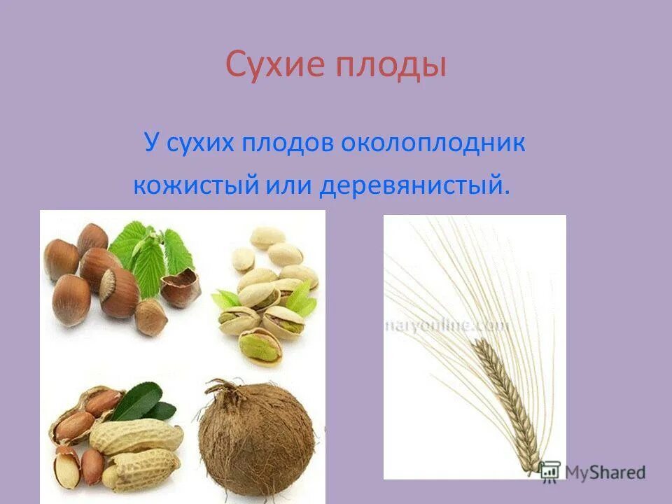 Какое значение плодов