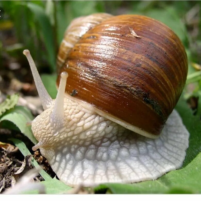 Г виноградная улитка. Улитка Helix pomatia. Виноградная улитка ахатина. Улитка Helix albescens. Виноградная улитка Хеликс.