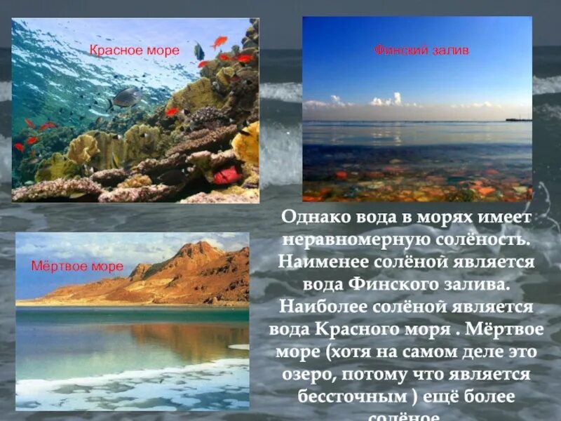 Финский залив соленая вода. В финском заливе вода соленая. Соленость красного моря. Финский залив вода соленая или пресная. Соленость морей финский залив.