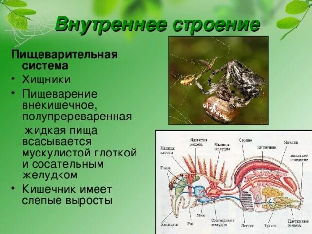 Какую отличительную особенность внутреннего строения имеет