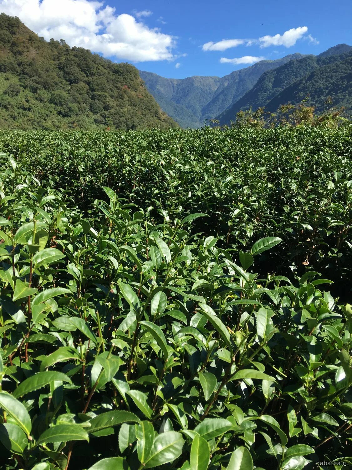 В россии растет чай. Ленкорань чайные плантации. Мацеста чайные плантации. Чайная плантация Абхазия. Чайные плантации Лоо.