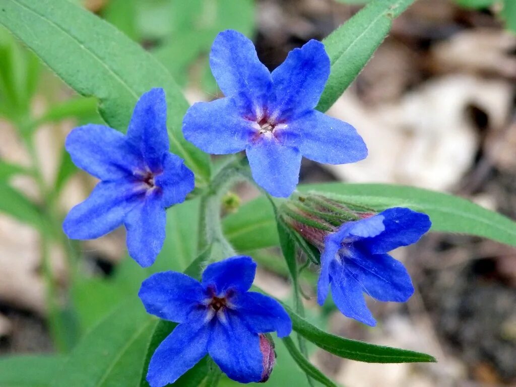 Воробейник. Воробейник пурпурно-синий (aegonychon purpureocaeruleum). эгонихон пурпурно-голубой, воробейник. воробейник эгонихон. воробейник синий.