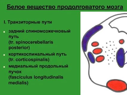 Продолговатый мозг серое вещество ядра