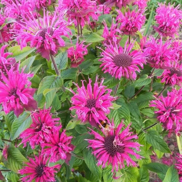 Крем бальзам монарда 20 гр. Монарда крем. Монарда крем. Монарда лекарство. Монарда двойчатая.