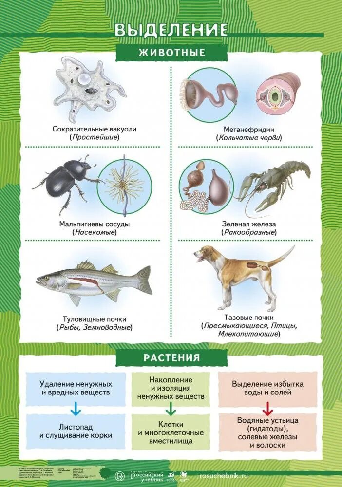 Выделение биология 6 класс кратко. Выделение у растений и животных урок биологии 6 класс. Биология 6 класс выделение у растений и животных таблица. Выделения у растений и животных 6 класс биология. Процесс выделения у живых организмов биология 6 класс.