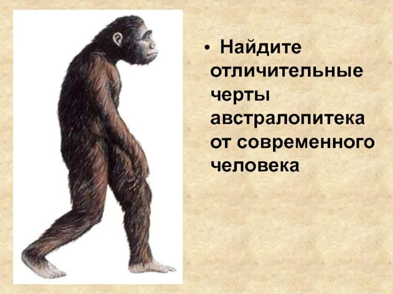 Австралопитек относится. Начало истории человечества. характерные черты австралопитеков. отличительные черты австралопитека. австралопитек во весь рост.