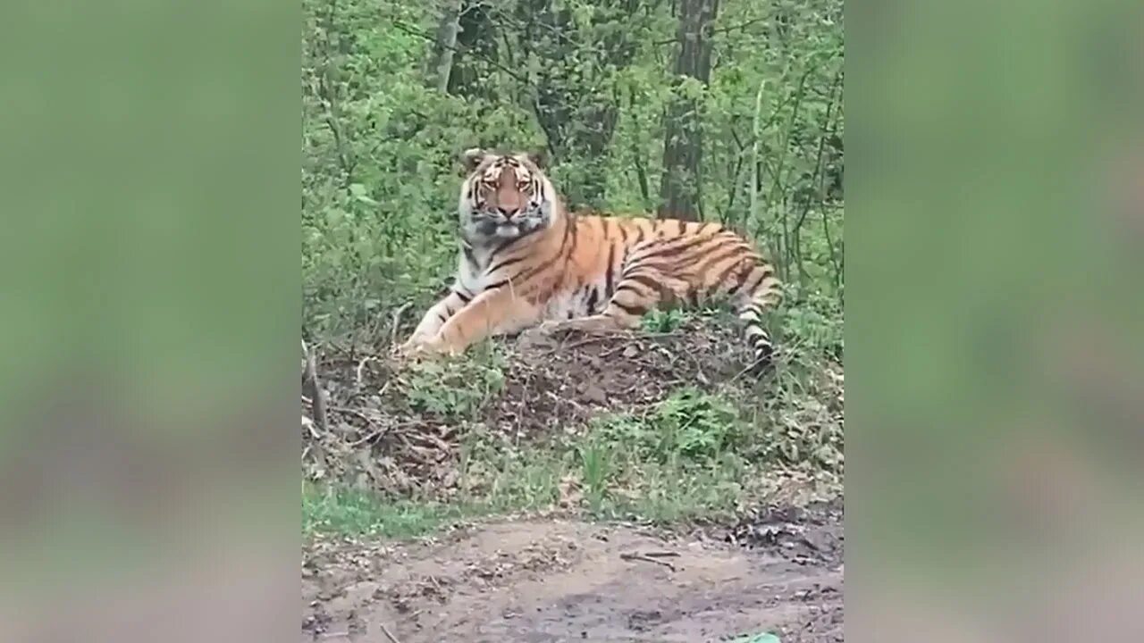 Тигры новости приморский край. Приморский край тигр на дороге. амурский тигр на дороге. хабаровский край тигр. хабаровск приморье тигры нападение.