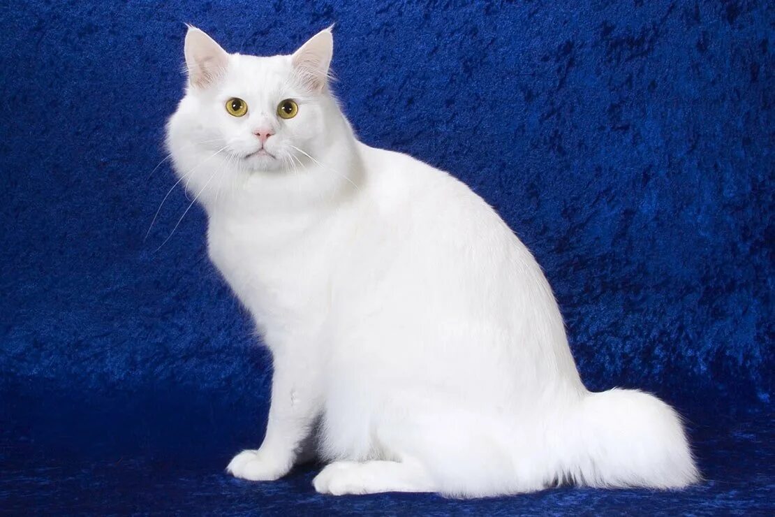 Как называется белая порода кошек. Американский бобтейл кошки. Американский бобтейл белый. Бобтейл кошка белая. Курильский бобтейл белый.