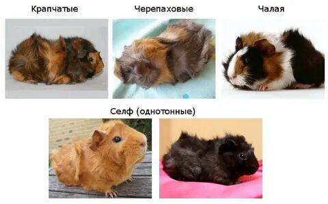 Сколько в среднем живут морские свинки