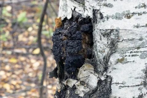 Грибной нарост на березе черного цвета