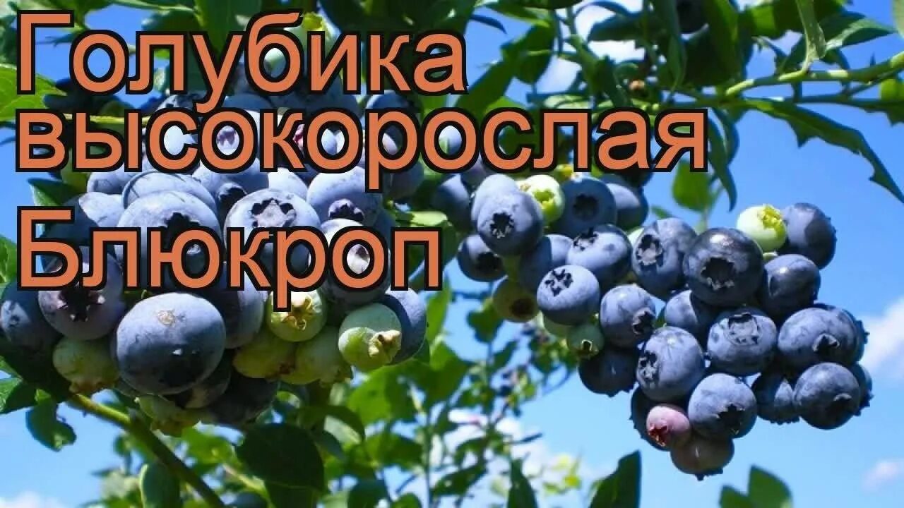 Голубика Блюкроп (Bluecrop). Голубика высокорослая "Bluecrop" (Блюкроп). Голубика высокорослая Блюкроп. Голубика высокорослая Bluecrop. Блюкроп голубика описание отзывы опылители сорта