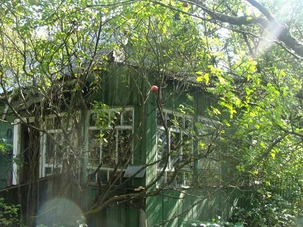 Сушкинская дачи. Сушкинская дачи. Сушкинская дачи. Участок дачу на сушкинской. Сушкинская дачи.
