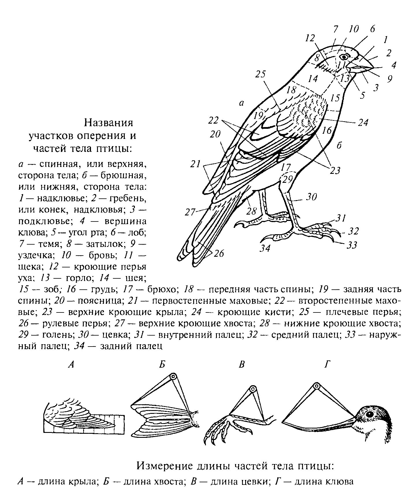 Названия участков оперения и частей тела птиц. Топография частей тела птицы. Строение тела птицы. Части туловища птицы.