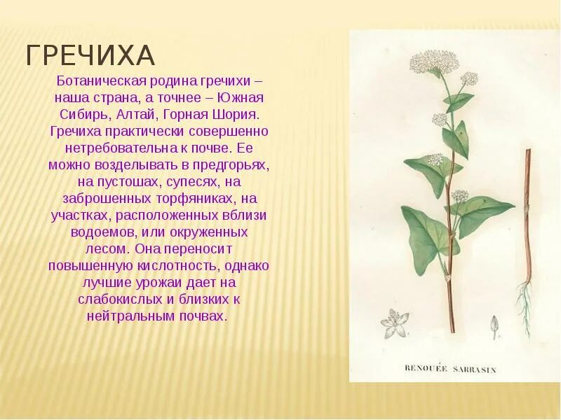 Особенности гречихи. Ботаническая характеристика гречихи. презентация на тему гречиха. гречиха доклад. родина гречихи.